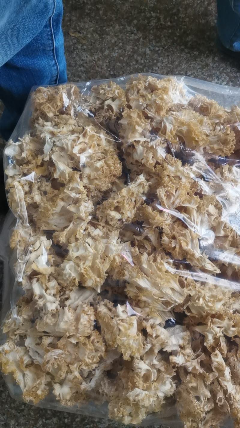 绣球菌