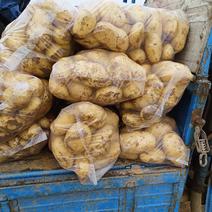 【推荐】山东黄心荷兰十五土豆，V系列冷库土豆，便宜卖