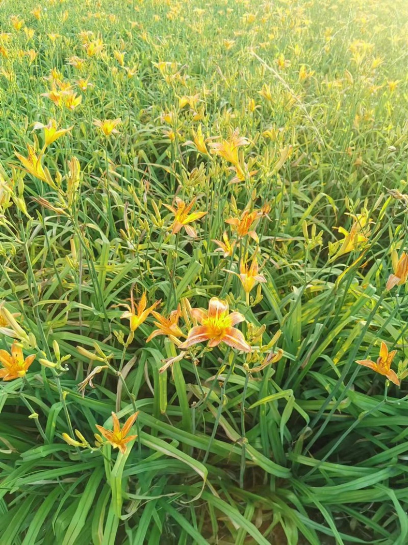 金娃娃萱草园林绿化工程常年各种花卉苗木基地发货价格划算