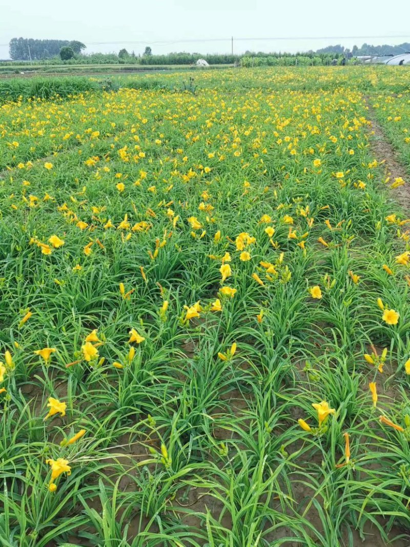 金娃娃萱草园林绿化工程常年各种花卉苗木基地发货价格划算