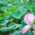 【推荐】新鲜荷花莲花花苞现采现发，一件代发