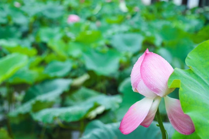 【推荐】新鲜荷花莲花花苞现采现发，一件代发