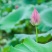 【推荐】新鲜荷花莲花花苞现采现发，一件代发