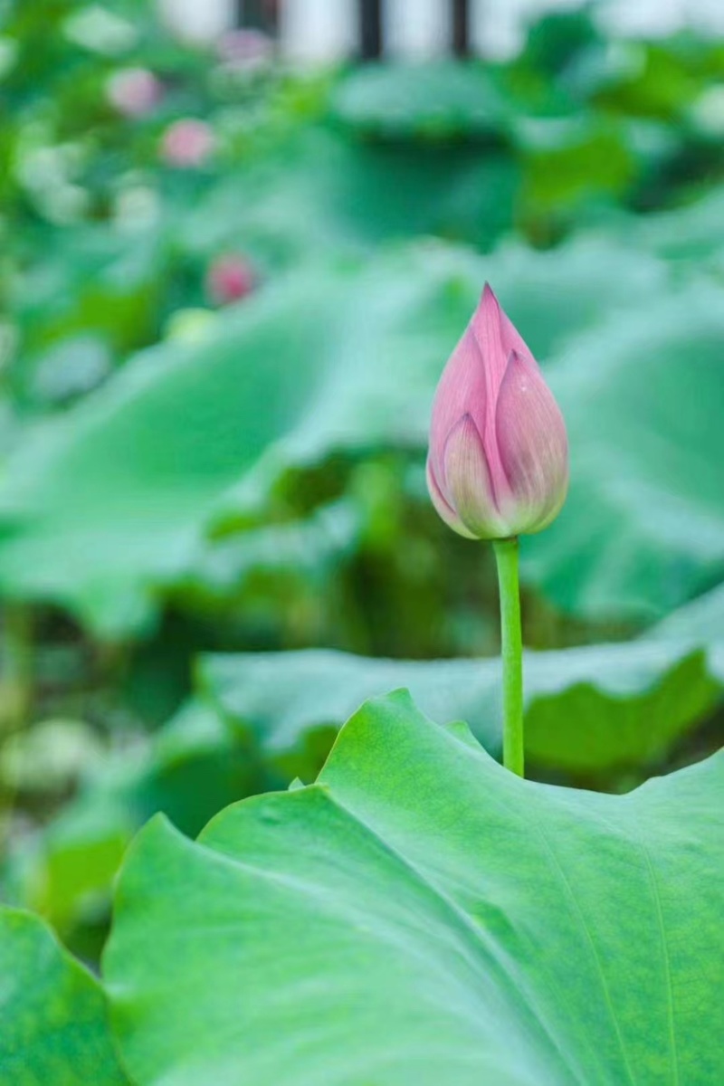 【推荐】新鲜荷花莲花花苞现采现发，一件代发