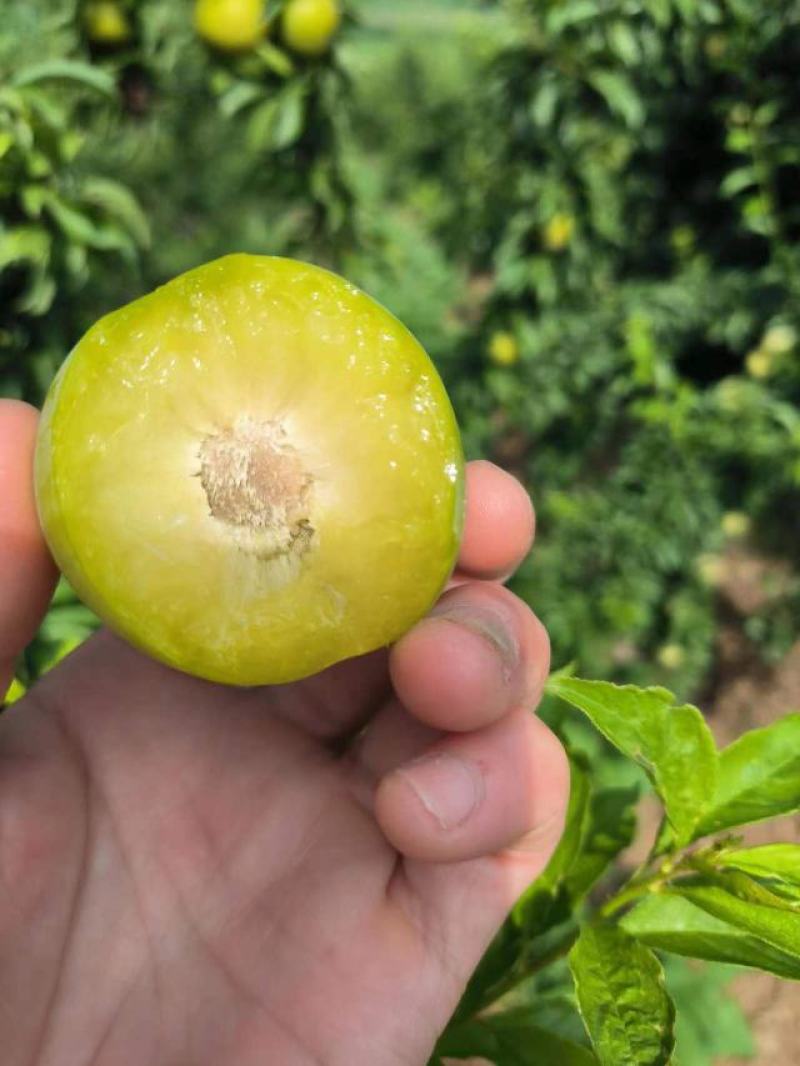 青脆李大量上市！