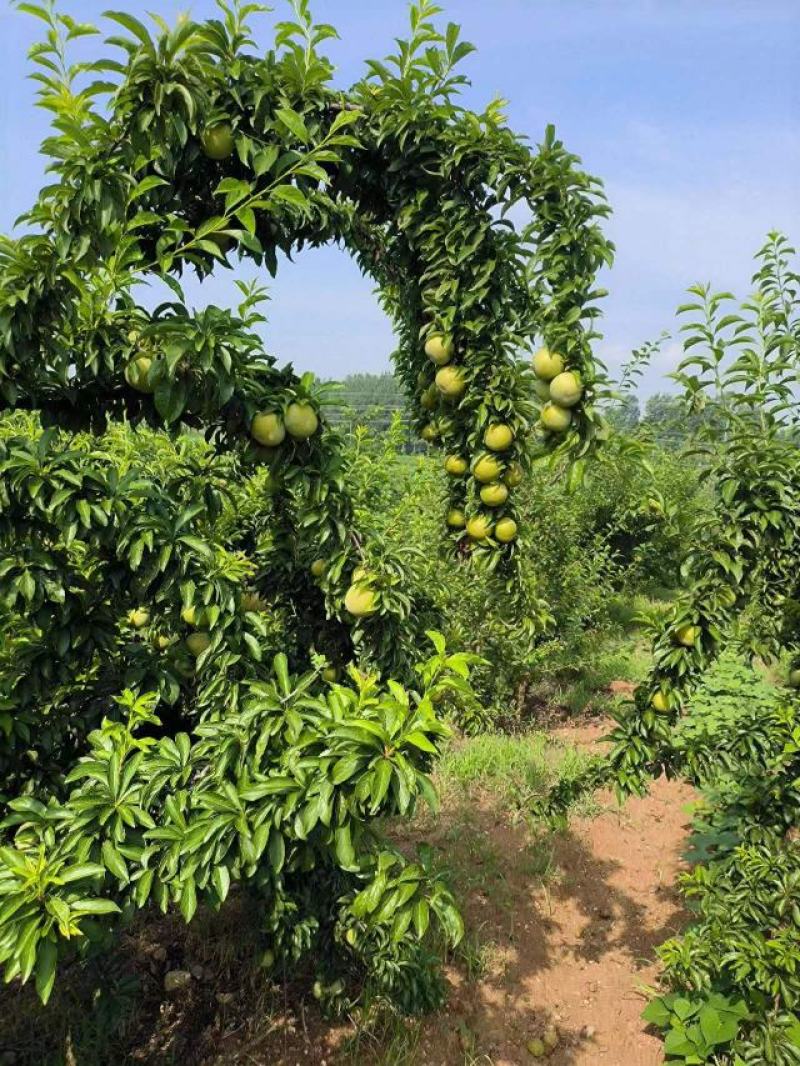 青脆李大量上市！