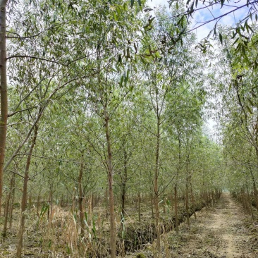 湖南精品绿化苗木乔灌木柳树精品旱柳生态苗木基地
