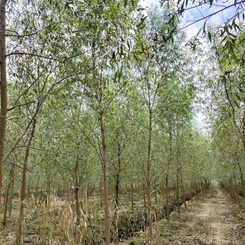 湖南精品绿化苗木乔灌木柳树精品旱柳生态苗木基地