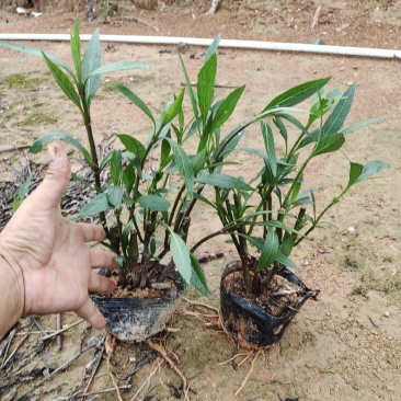 紫花翠芦莉，基地自产自销，品质保证，价格优惠，诚信经营