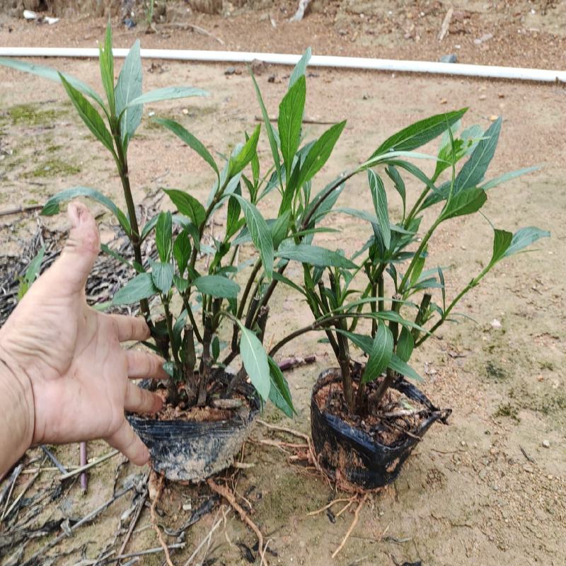 紫花翠芦莉，基地自产自销，品质保证，价格优惠，诚信经营