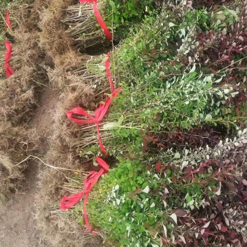 紫叶小檗又叫红小波基地直发，红叶小檗苗，红叶叶小檗毛球