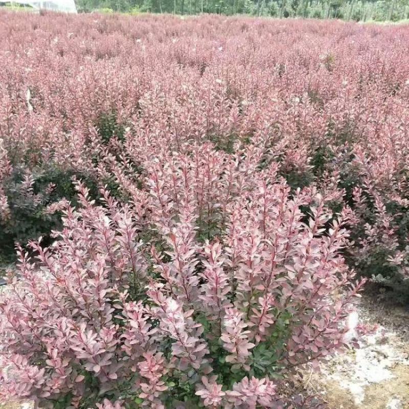 紫叶小檗又叫红小波基地直发，红叶小檗苗，红叶叶小檗毛球