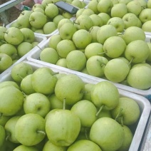 皇冠梨大量上市