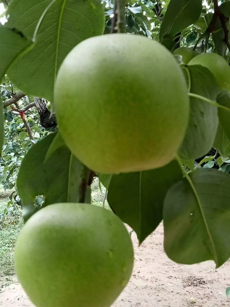 皇冠梨大量上市