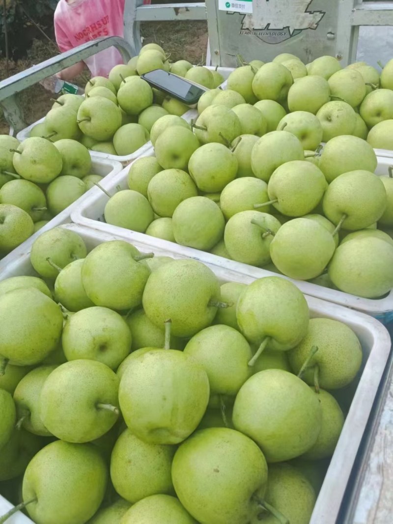 皇冠梨大量上市