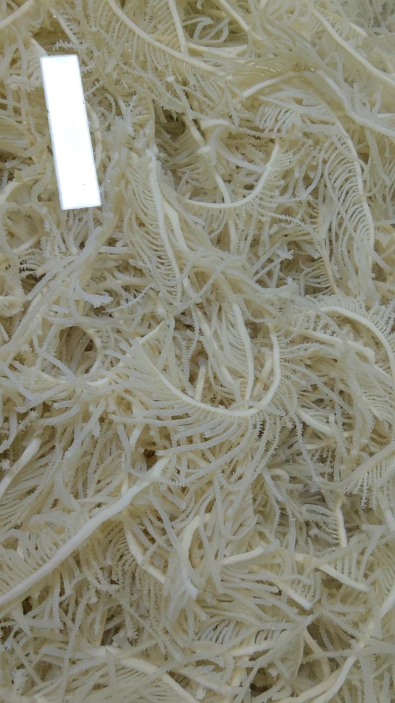 新鲜黑白千层毛肚丝牛百叶毛肚批发涮火锅冒菜食材全套商用