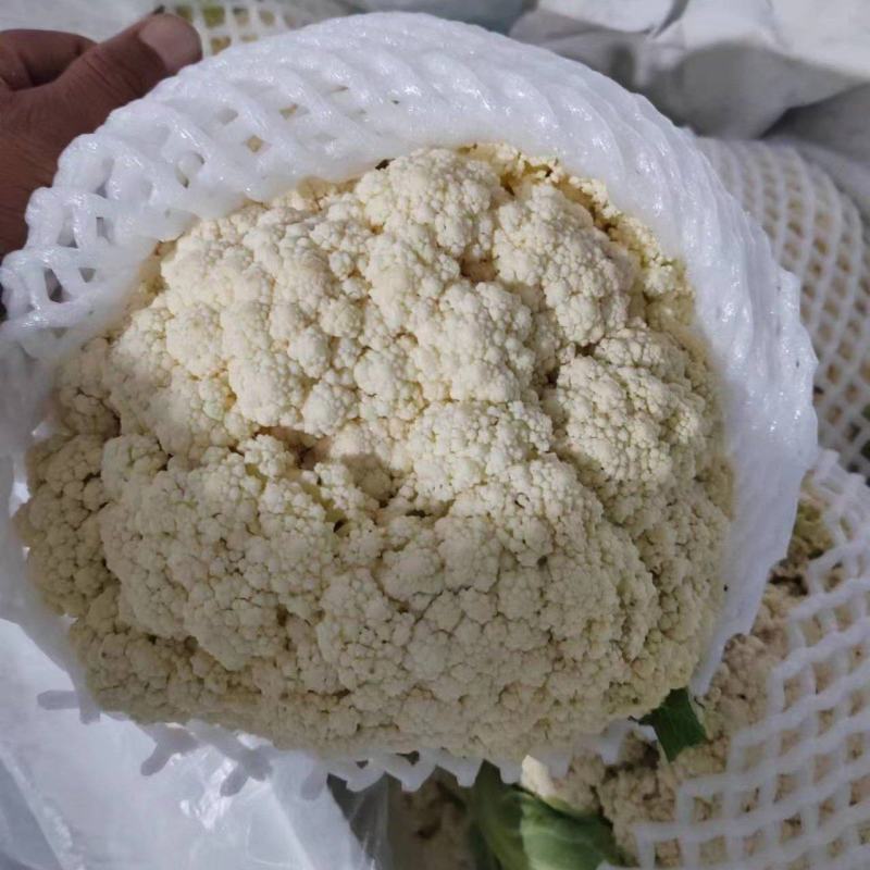 本地有机松花菜大量上市质量保证电商食堂批发市场
