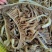 新鲜黑白千层毛肚丝牛百叶毛肚批发涮火锅冒菜食材全套商用
