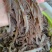 新鲜黑白千层毛肚丝牛百叶毛肚批发涮火锅冒菜食材全套商用
