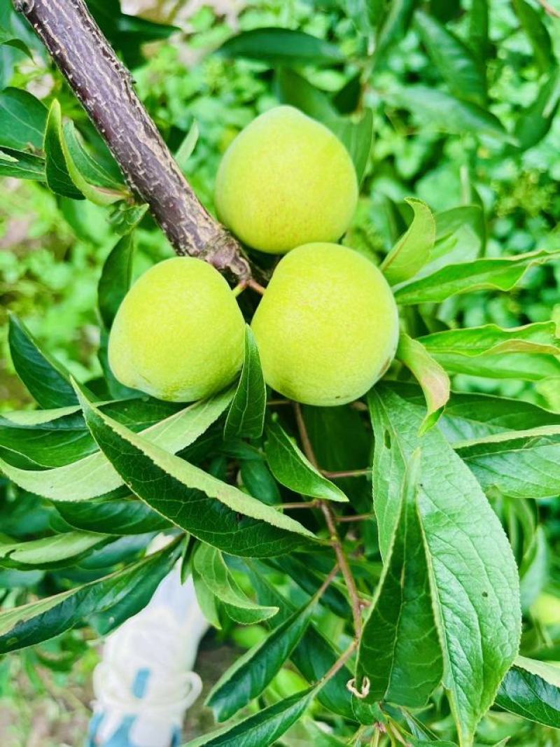 广元青脆李，脱骨李，蜂糖李