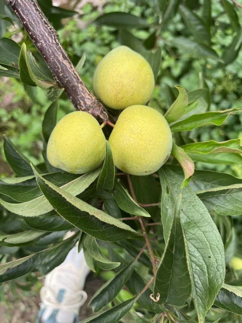 广元青脆李，脱骨李，蜂糖李