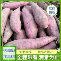 河北邯郸临漳济薯26产地直发货源充足质量有保证。