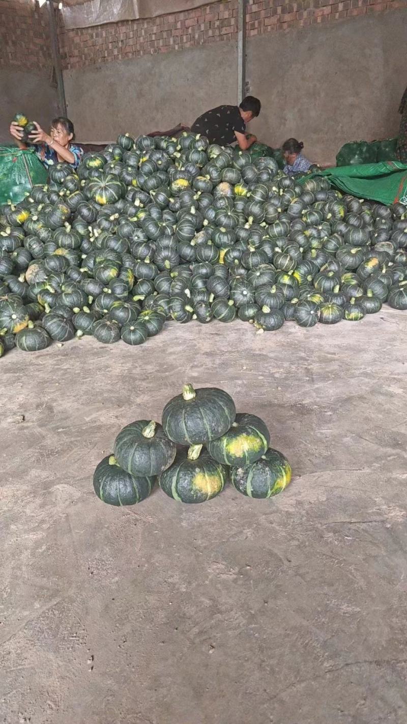 陕西汉中洋县板栗南瓜大量有货，你确定不拉一车吗？