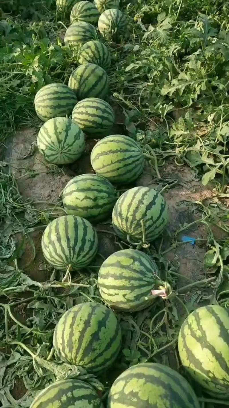 河南头茬无籽美都/麒麟西瓜/电商货/市场货/产地直供