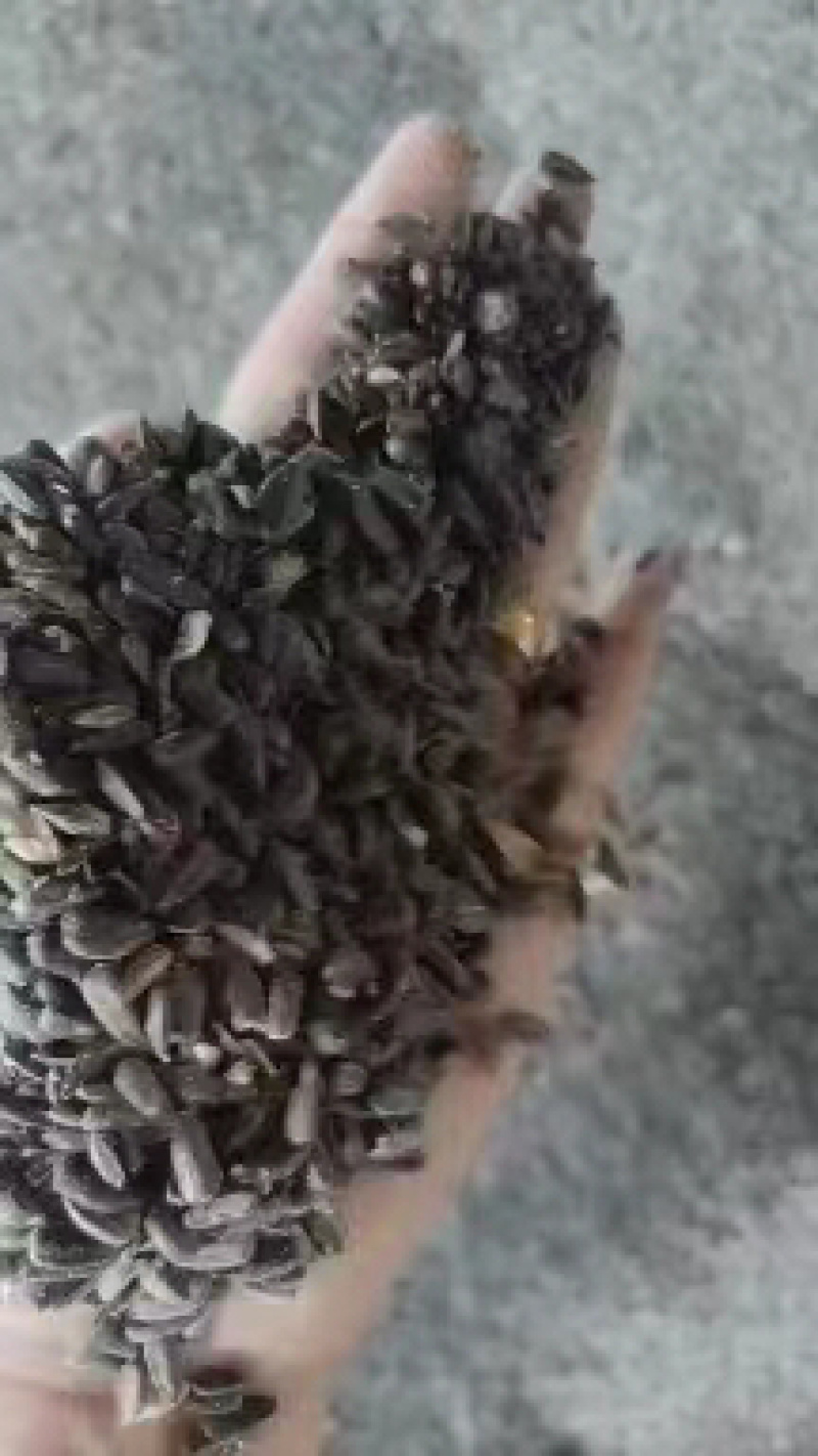 油葵籽颗粒饱满厂家直发长期大量有货欢迎选购