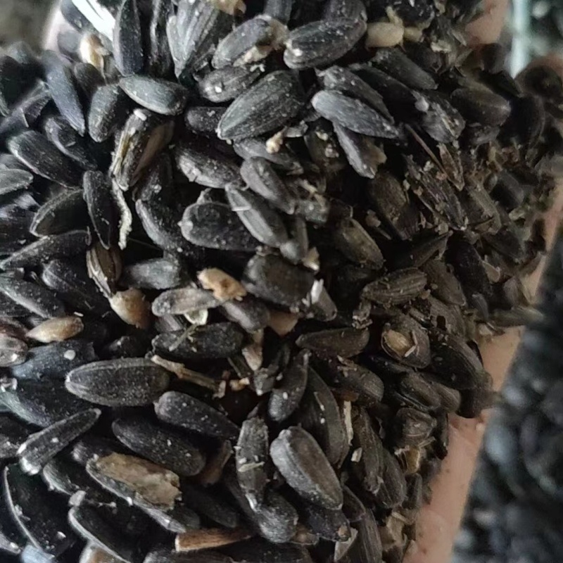 油葵籽颗粒饱满厂家直发长期大量有货欢迎选购