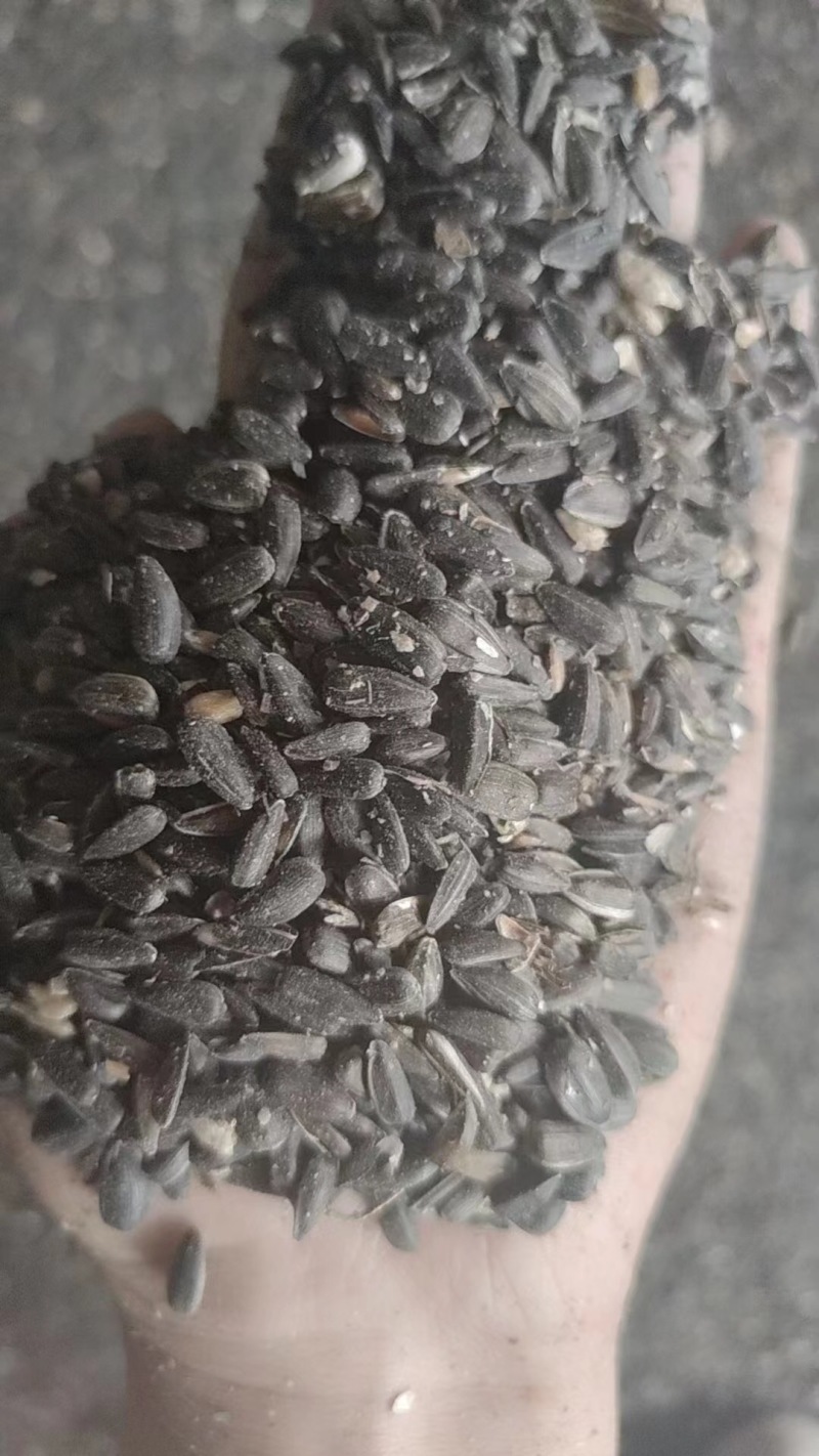 油葵籽颗粒饱满厂家直发长期大量有货欢迎选购