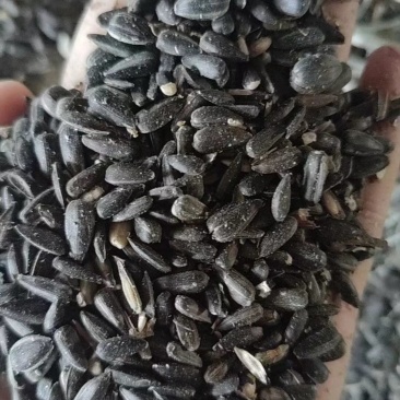 油葵籽颗粒饱满厂家直发长期大量有货欢迎选购