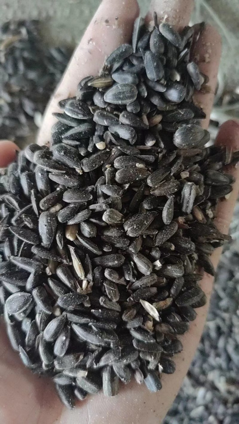 油葵籽颗粒饱满厂家直发长期大量有货欢迎选购