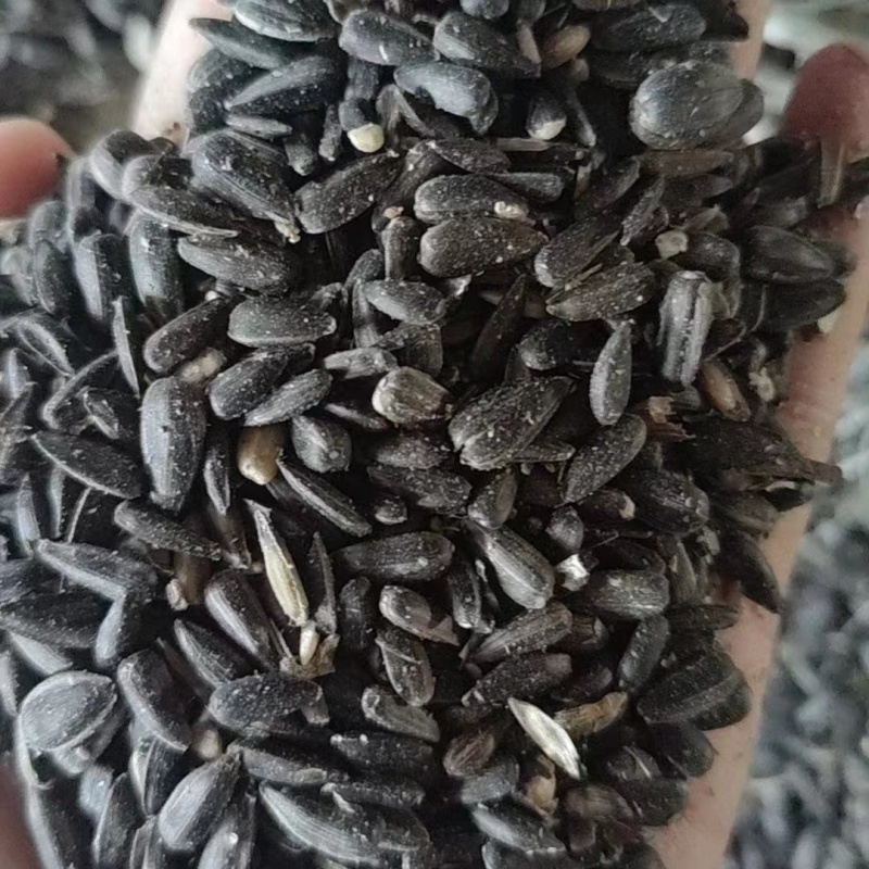 油葵籽颗粒饱满厂家直发长期大量有货欢迎选购