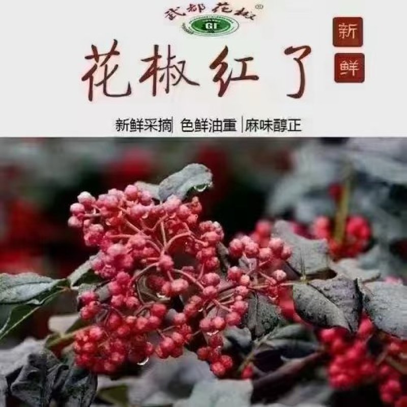 新货花椒大量上市，欢迎各位老板来陇南市，合作共赢