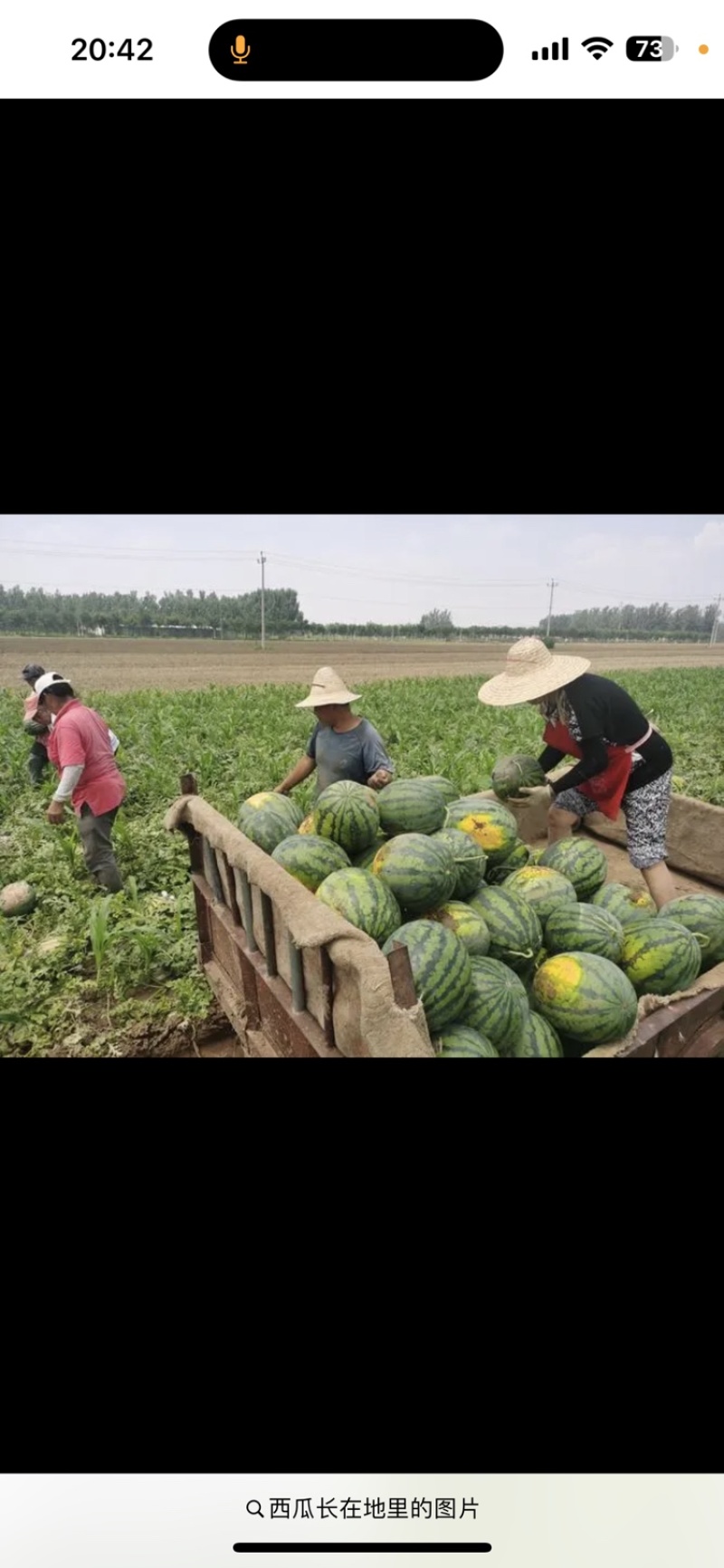 西瓜