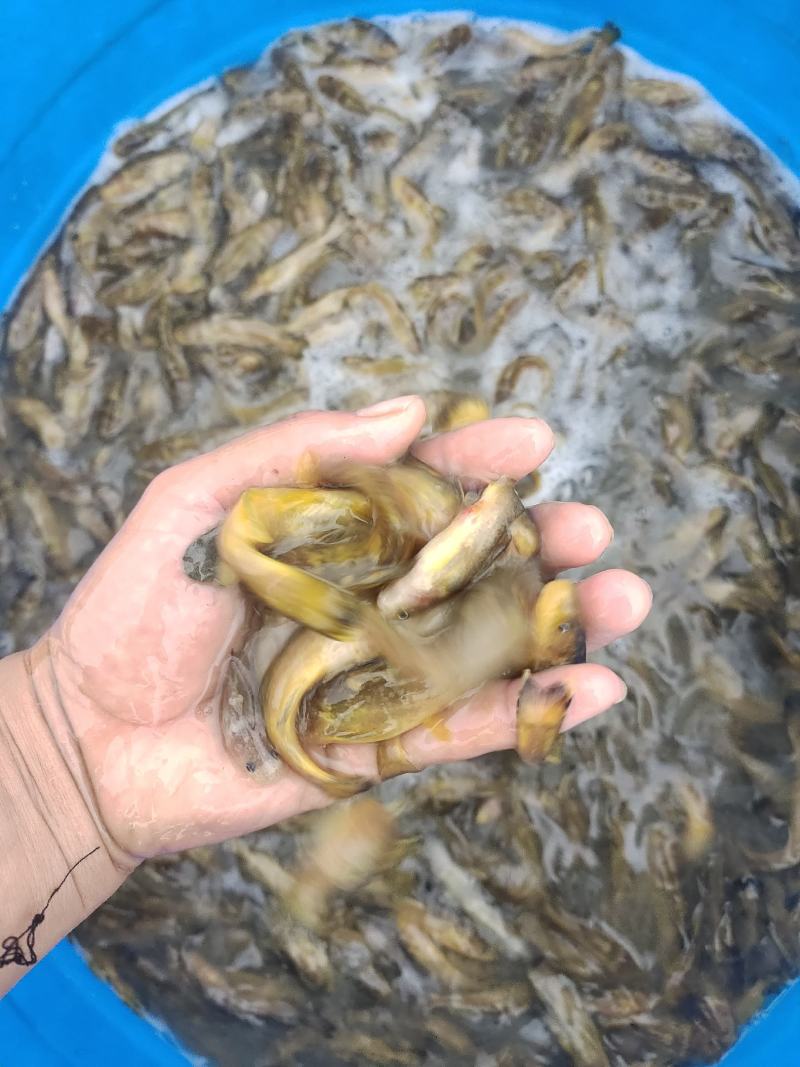 牛尾巴鱼，肉质细嫩，牛尾巴苗又叫乌苏里拟鲿，黄河拟鲿