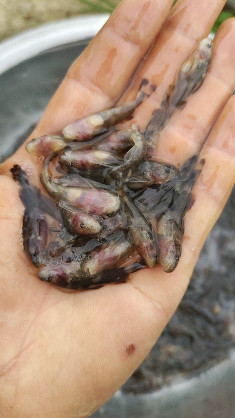 牛尾巴鱼，肉质细嫩，牛尾巴苗又叫乌苏里拟鲿，黄河拟鲿