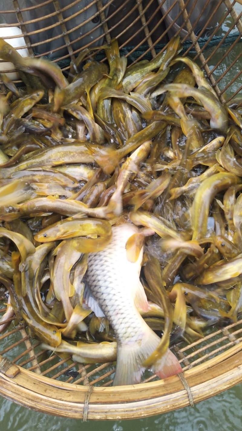 牛尾巴鱼，肉质细嫩，牛尾巴苗又叫乌苏里拟鲿，黄河拟鲿