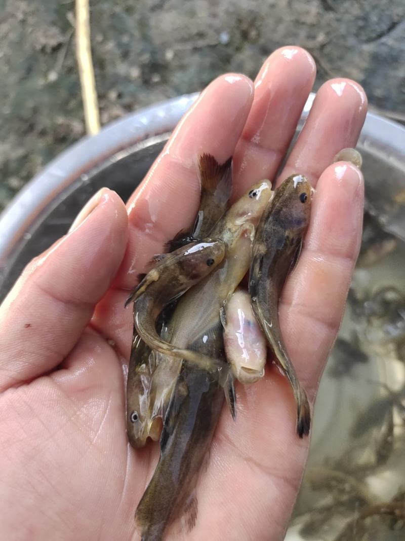 牛尾巴鱼，肉质细嫩，牛尾巴苗又叫乌苏里拟鲿，黄河拟鲿