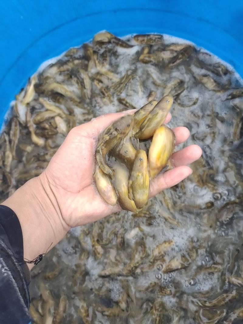 牛尾巴鱼，肉质细嫩，牛尾巴苗又叫乌苏里拟鲿，黄河拟鲿
