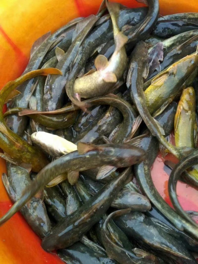 牛尾巴鱼，肉质细嫩，牛尾巴苗又叫乌苏里拟鲿，黄河拟鲿