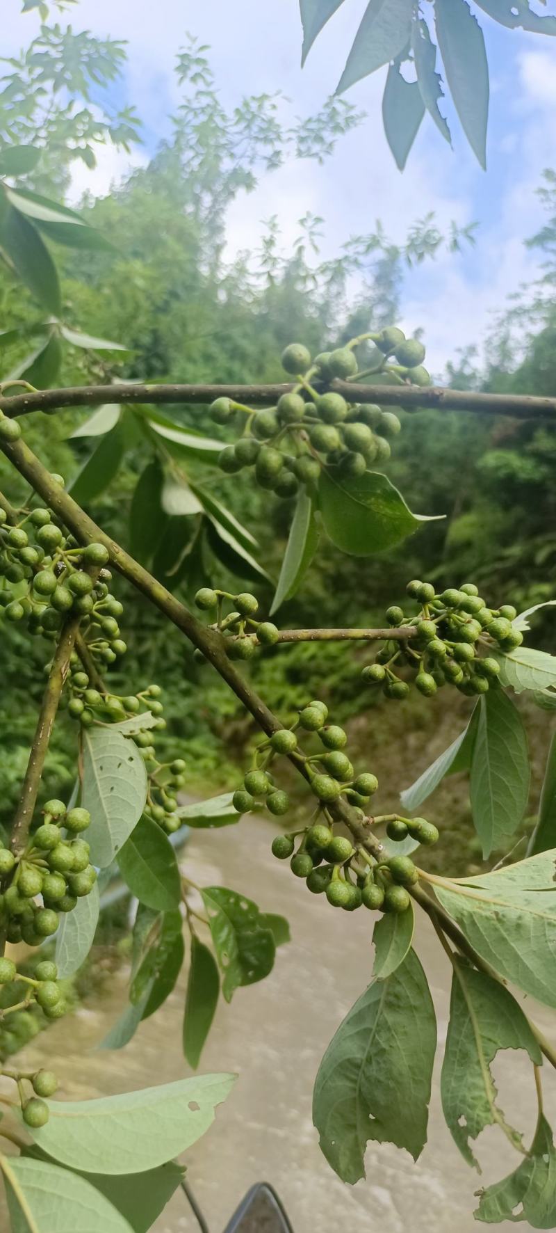 新鲜木姜子，山胡椒，量大从优！