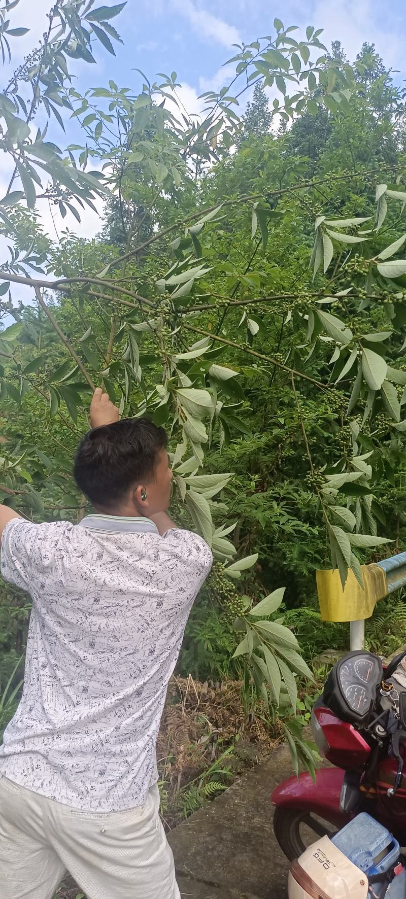 新鲜木姜子，山胡椒，量大从优！