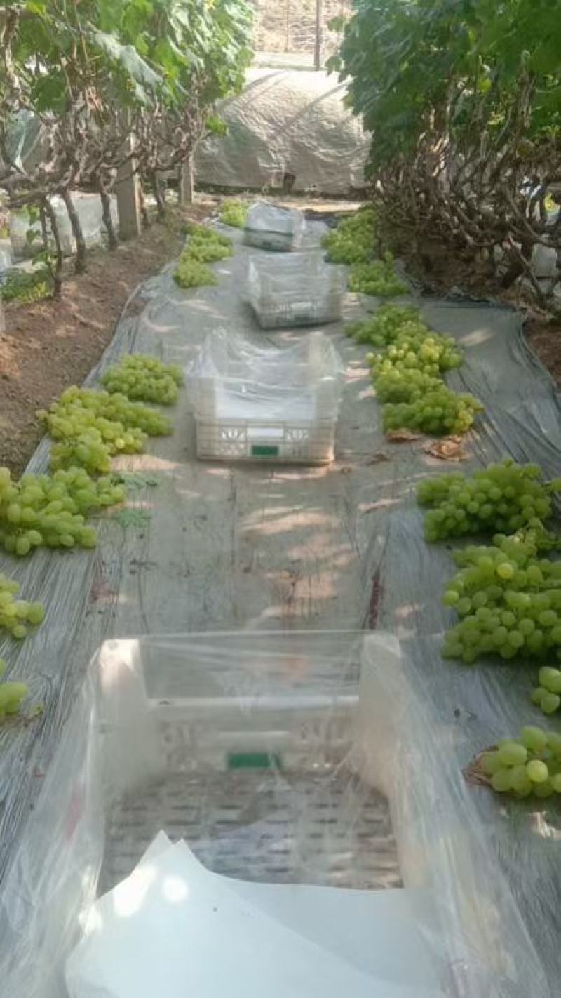 河北保定清苑区万亩葡萄基地
