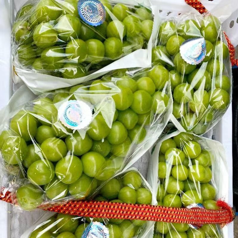 【代收代发】精品阳光玫瑰葡萄现大量上市中，质量保证