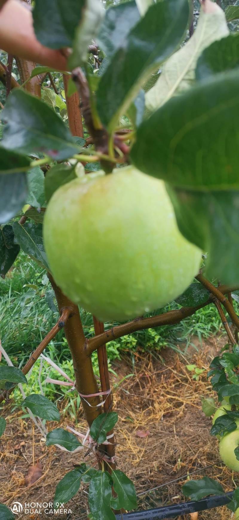 华硕苹果