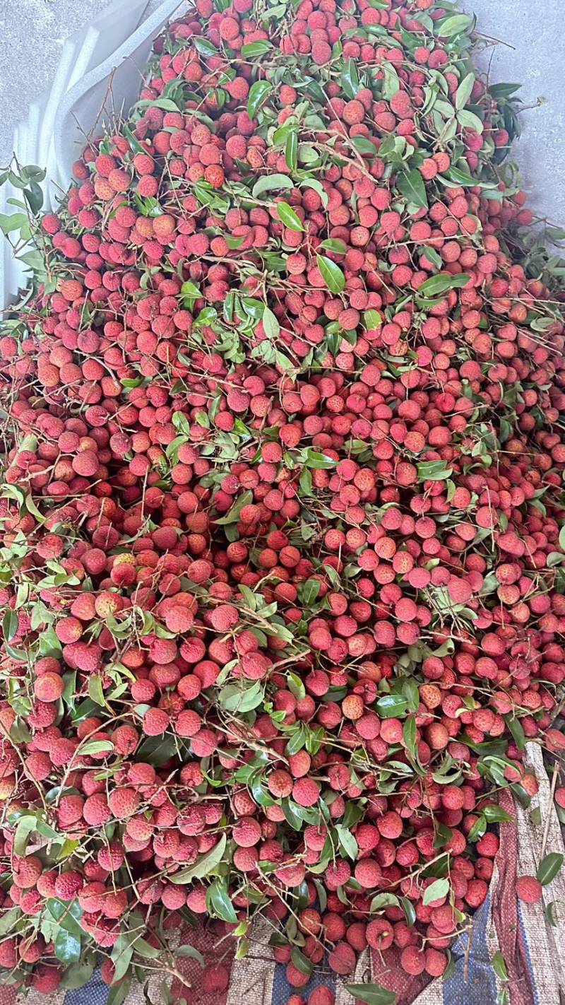广西平南县桂平麻洞桂味大量上市，爆甜多汁，产地直销