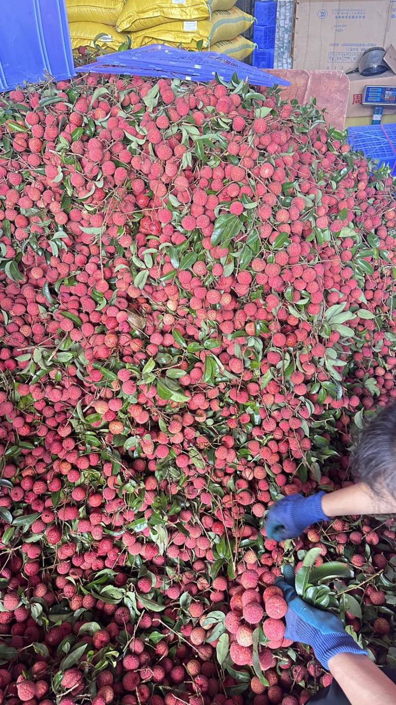 广西平南县桂平麻洞桂味大量上市，爆甜多汁，产地直销