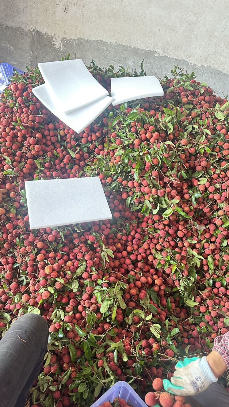 广西平南县桂平麻洞桂味大量上市，爆甜多汁，产地直销